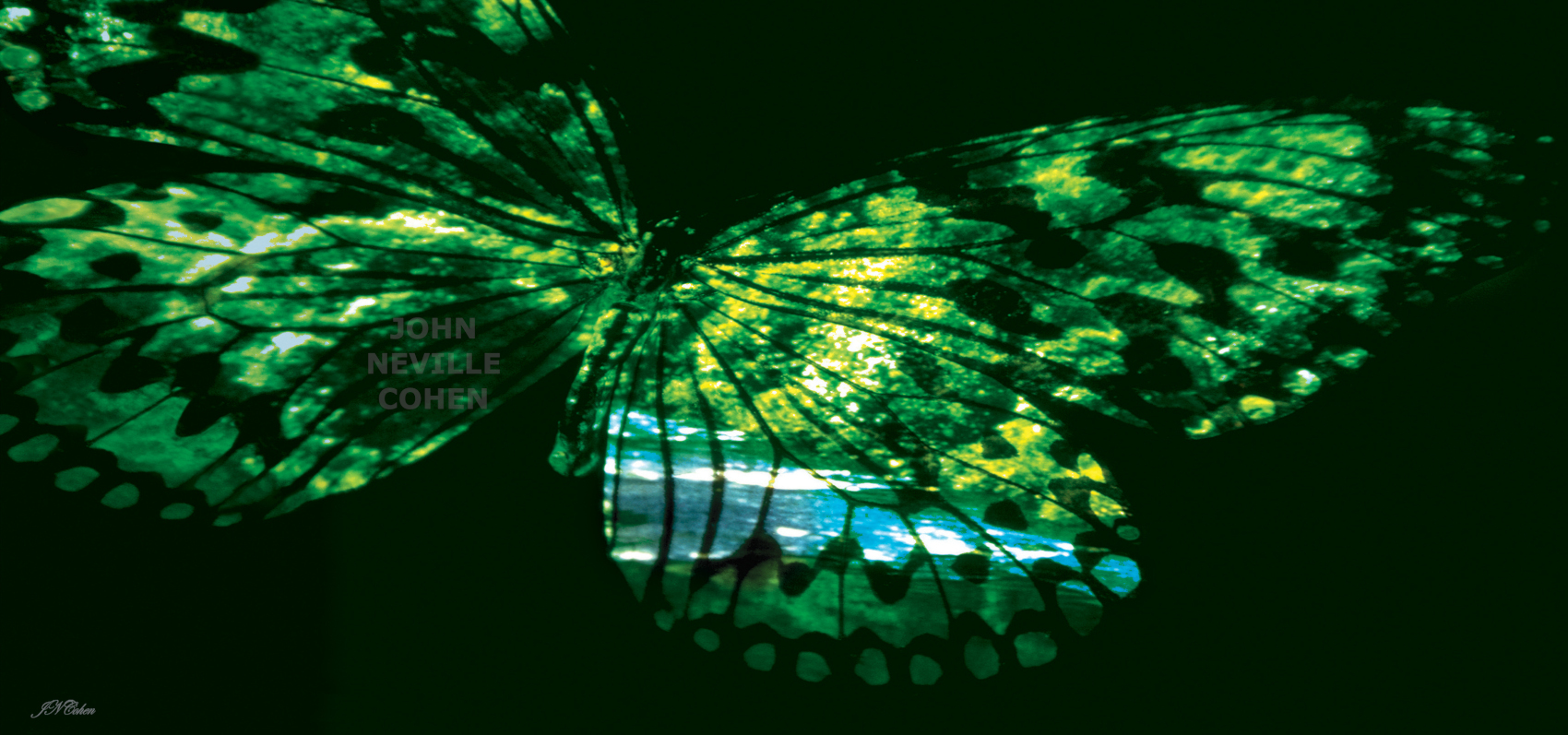 Kaleidoscopic Flora, Painting with Light Projection Photography Limited Edition Prints for sale, maximum of 8, by John Neville Cohen.