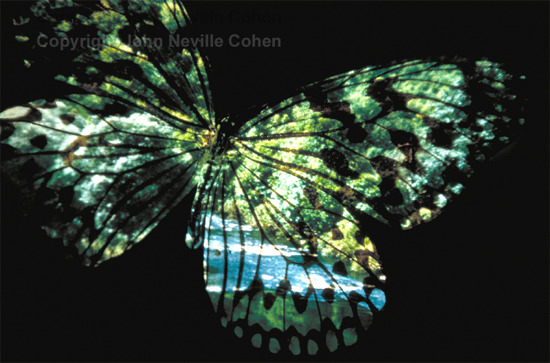 Butterfly Country, Painting with Light Projection Photography with Kodachrome Transparencies by John Neville Cohen, The Magic Lantern.