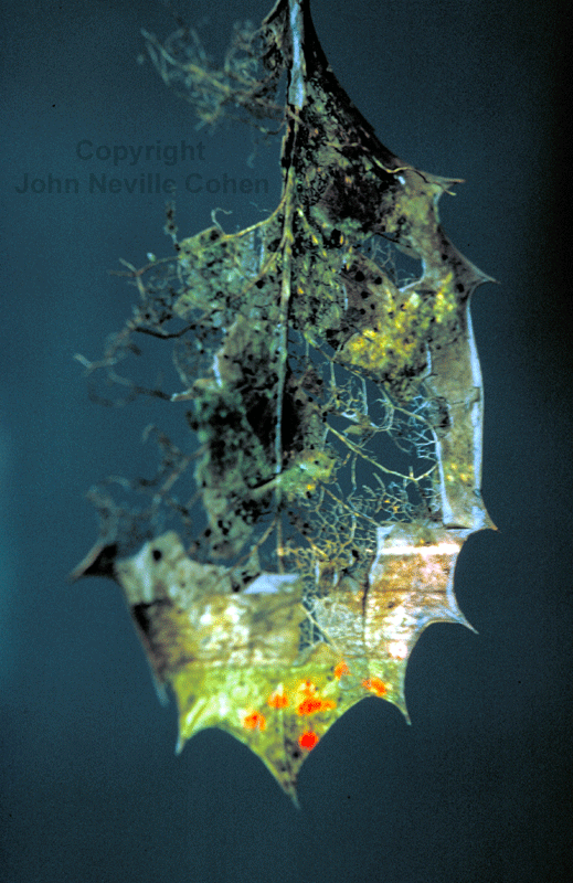Evergreen-Painting-with-Light-Projection-Photography-with-Kodachrome-by-John-Neville-Cohen.