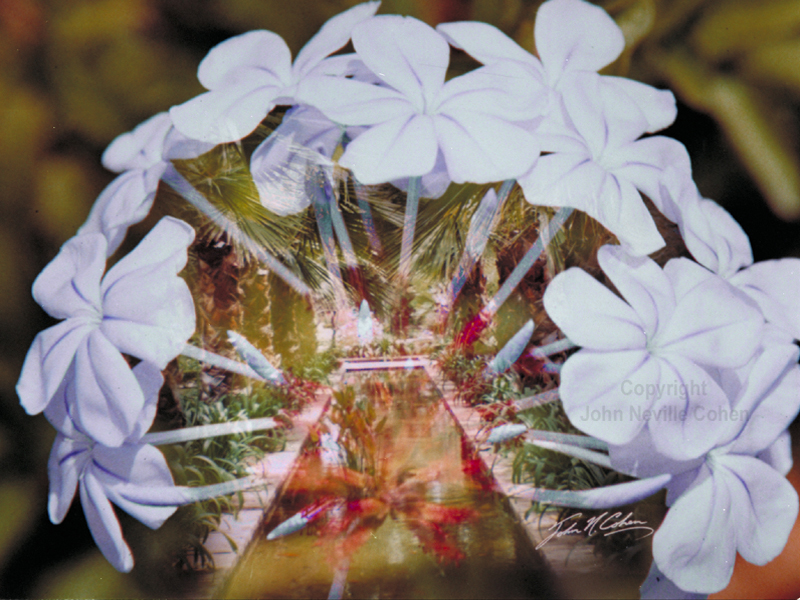 garlands of repose, by John Neville Cohen.