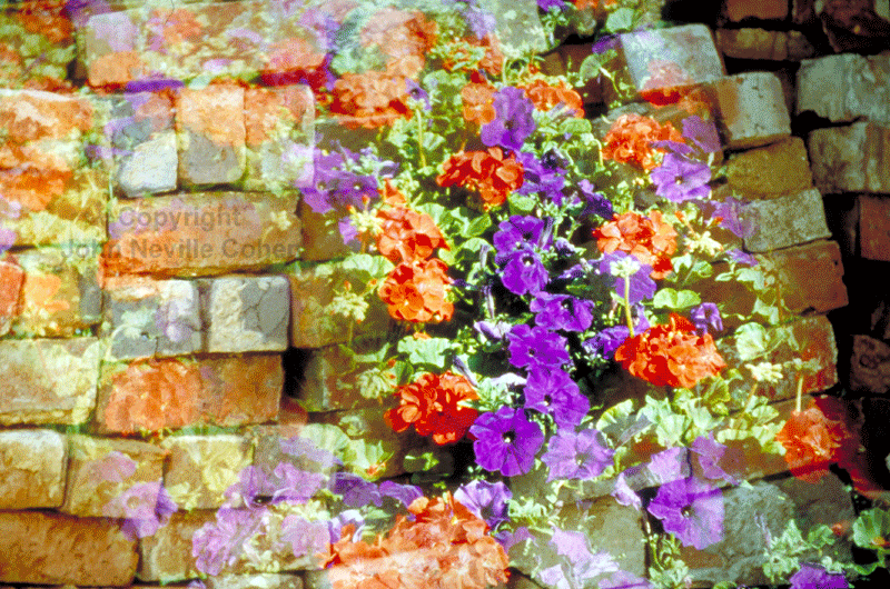 Flowers in the crannied wall, by John Neville Cohen.